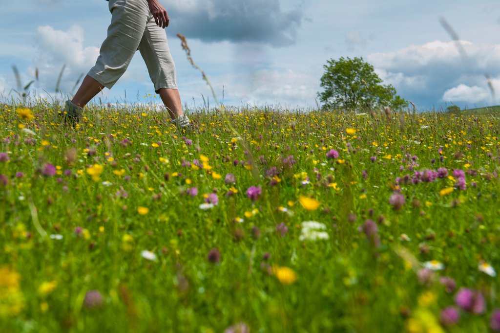 Walking through Hay meadows