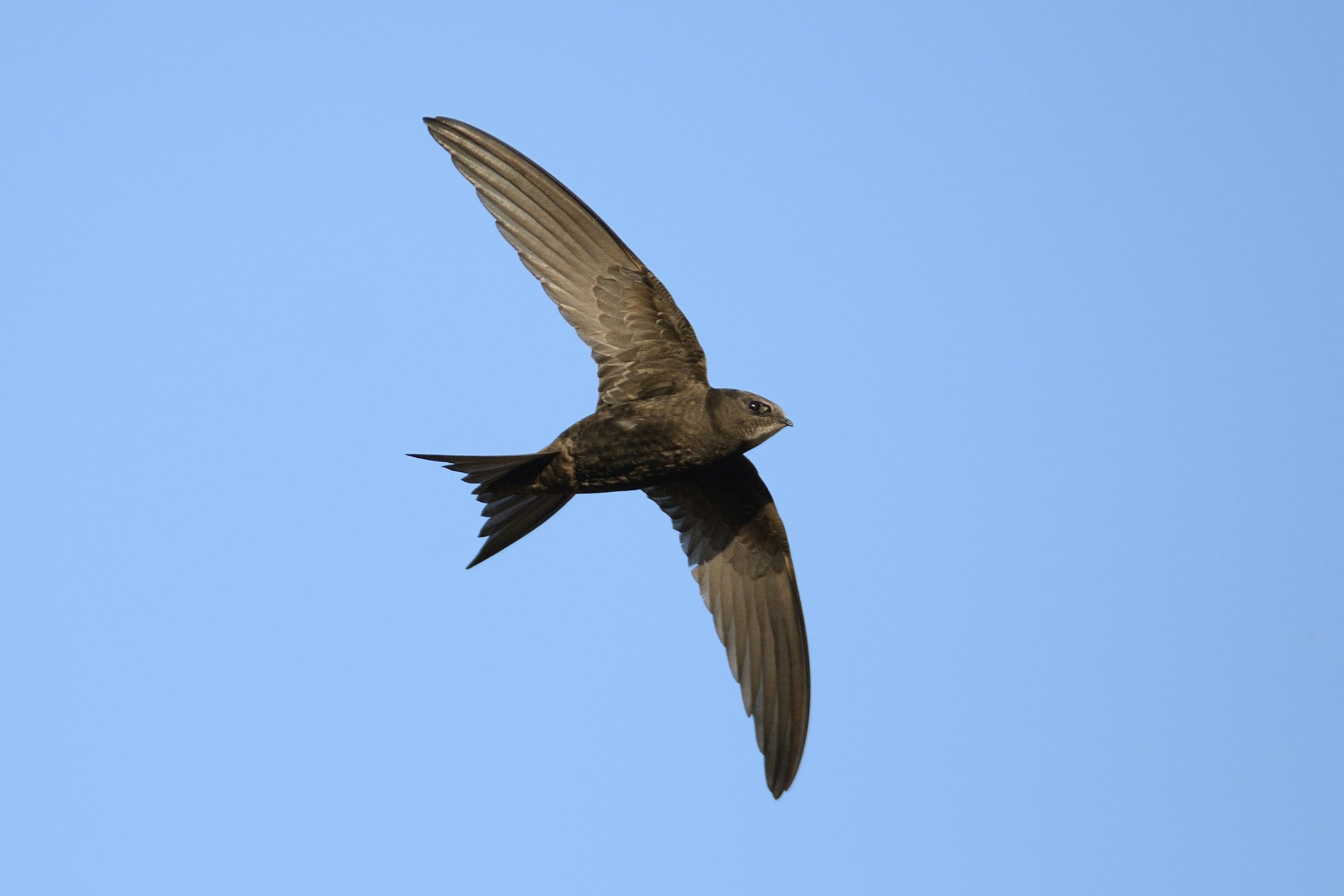 Swifts’ decline: how can Britons help these remarkable birds?