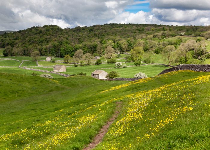Landscape and woodland